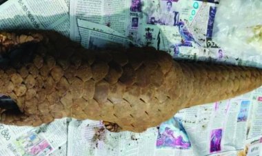 छत्तीसगढ़ राज्य  जिंदा पैंगोलिन के साथ दो तस्कर गिरफ्तार