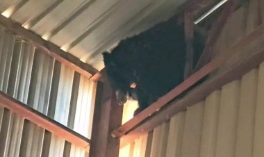 राइस मिल के टिन शेड पर फंसा भालू, शहद की तलाश में घुसा था परिसर में