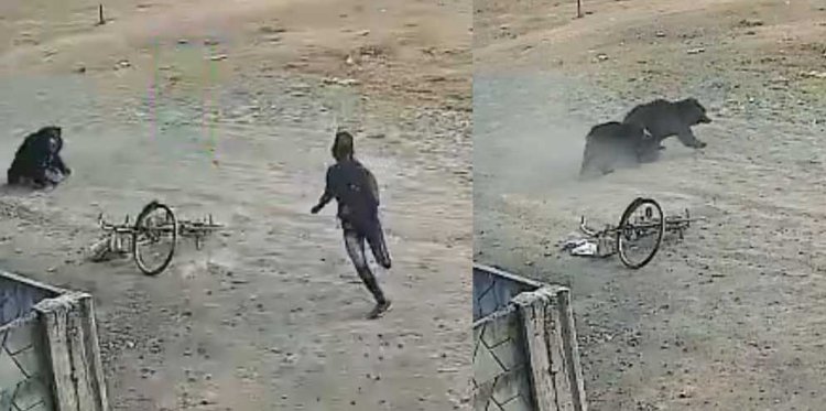 मनेंद्रगढ़ में भालुओं ने हॉकर पर किया हमला, इलाके में दहशत