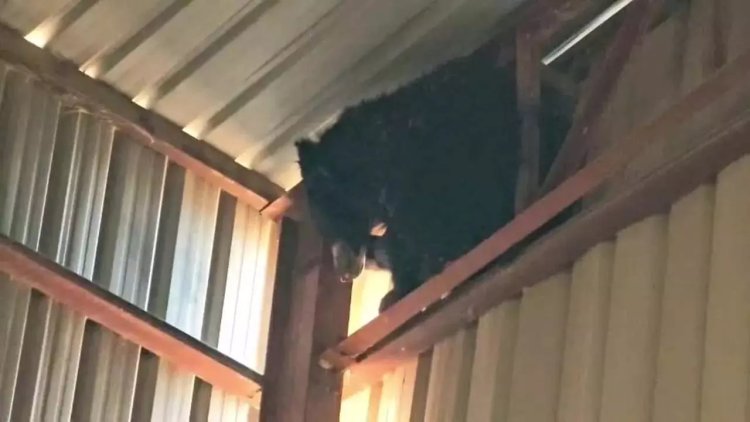 राइस मिल के टिन शेड पर फंसा भालू, शहद की तलाश में घुसा था परिसर में