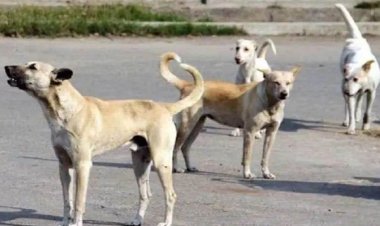 रेबीज का खौफ: कुत्ते के काटने से गाय की मौत, दूध पीने वाले ग्रामीण दहशत में