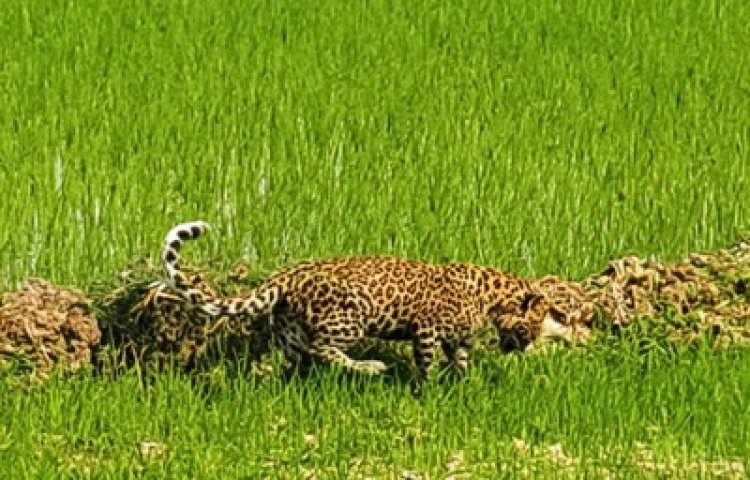 रायपुर : मां से बिछड़कर खेत में पहुंचा चार माह का तेंदुए का शावक