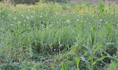 दुर्ग में अफीम की खेती: बीजेपी नेता समेत दो गिरफ्तार, NCB की भी एंट्री