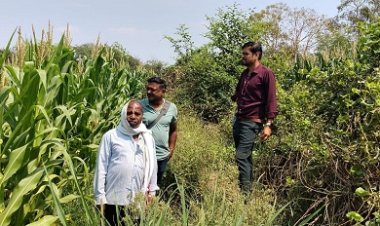 अवैध अफीम खेती पर प्रशासन सख्त