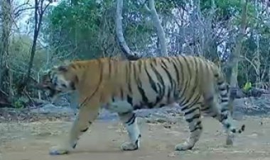 कैमरा ट्रैप में लगातार कैद हो रही बाघिन, संरक्षण प्रयासों को मिली बड़ी सफलता