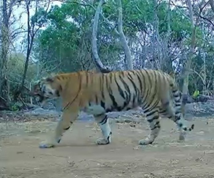 कैमरा ट्रैप में लगातार कैद हो रही बाघिन, संरक्षण प्रयासों को मिली बड़ी सफलता