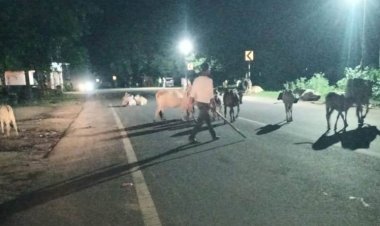 सड़कों पर आवारा मवेशियों का कब्जा, जगदलपुर में बढ़ा हादसों का खतरा