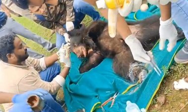 कटहल के चक्कर में फंसा भालू, घंटों की मशक्कत के बाद सुरक्षित रेस्क्यू