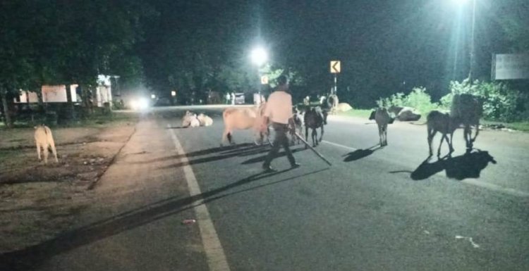 सड़कों पर आवारा मवेशियों का कब्जा, जगदलपुर में बढ़ा हादसों का खतरा